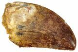 Serrated, Carcharodontosaurus Tooth - Real Dinosaur Tooth #329884-1